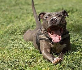 amstaff,美国斯塔福德,小猎犬