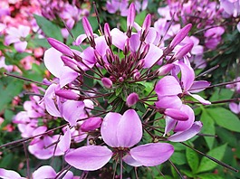 花花園,開花,觀賞植物