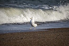 動物,海,海灘