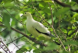 野生動物,鳥,自然