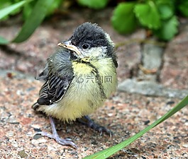 山雀,鳥,性質(zhì)