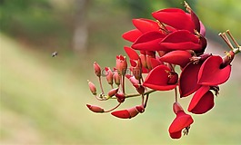 自然,花,植物區(qū)系