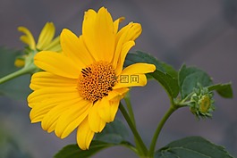 開花,黃色,黃色花