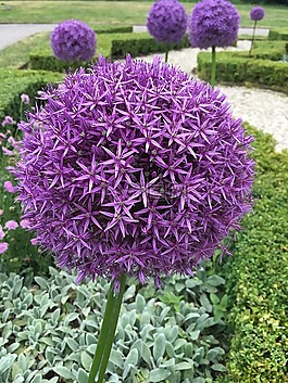 花,植物,花園
