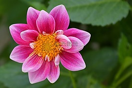 嬌琴紗,開花,粉紅色