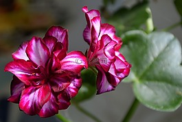 edelgeranie,天竺葵,开花