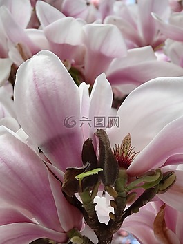 玉蘭,開花,春天