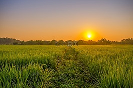 場(chǎng),日出,綠色
