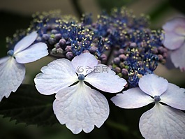 繡球花,鮮花,植物
