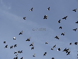 鳥,鴿子,天空