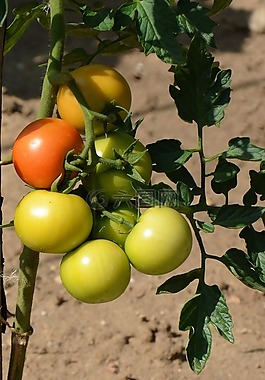 蕃茄,tomatenrispe,蔬菜