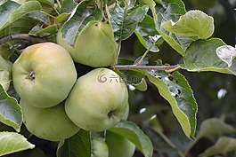 蘋果,蘋果樹(shù),水果