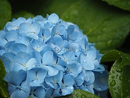 繡球花,鮮花,植物