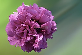 花,開花,牡丹