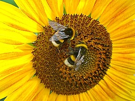 太陽花,蜜蜂,黃色