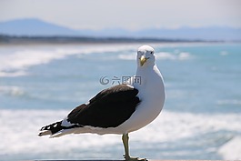 鳥,海灘,海鷗