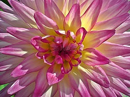 嬌琴紗,花園,關(guān)閉