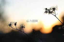 花,日落,背光