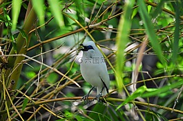 鳥,白,性質(zhì)