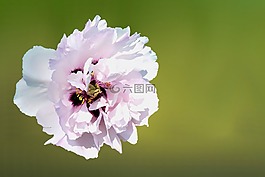 花,開花,牡丹