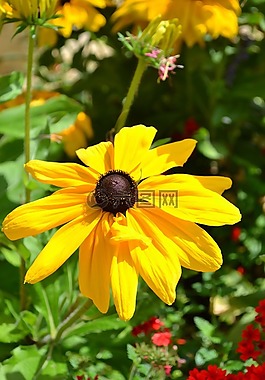 橙花,橙色,花