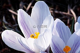 春天,藏紅花,schwertliliengewaechs