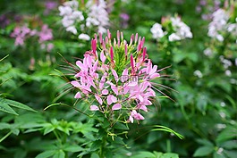 gynandropsis gynandra,风接触,脚和游泳池