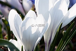 春天,藏紅花,schwertliliengewaechs