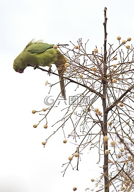阿拉,鸚鵡,鳥