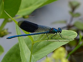 蜻蜓,昆蟲,性質(zhì)