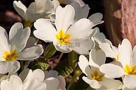 報春花,報春花尋常的混合,白