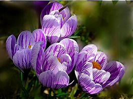 藏紅花,花,性質(zhì)