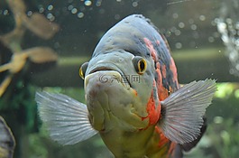 魚,水族館,水下