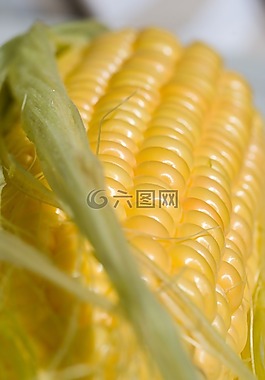 玉米,墊,特寫