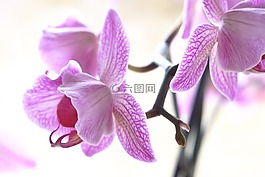 蘭花,丁香,紫色