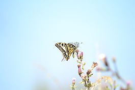 傲游,性質(zhì),很好