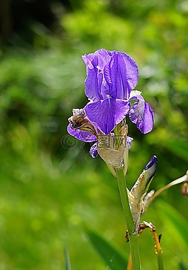 虹膜,花,植物區(qū)系
