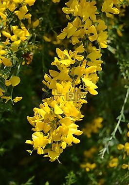 花,genista,掃帚