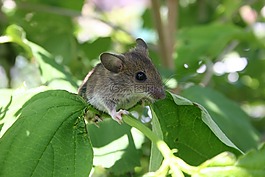 鼠標,蟲害,動物