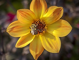 花,蜜蜂,黃色