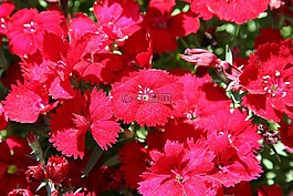 石竹花,康乃馨,鲜花