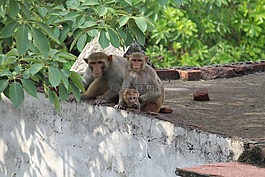 猴子,野生動物,野生