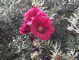 葡萄牙,花卉,羅莎