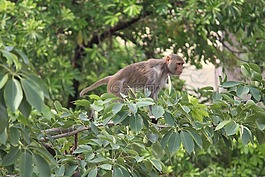 猴子,野生動物,野生