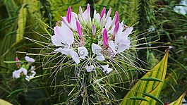花,粉色,kleome
