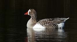 鹅,greylag,鸟