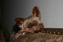 約克,小獵犬,狗