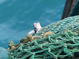 魚,凈額,捕魚
