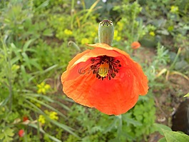 yanggwibikkot,橙花,大自然