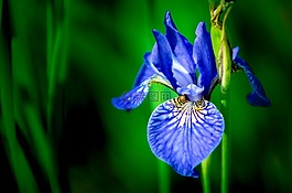 虹膜,花卉,蓝色